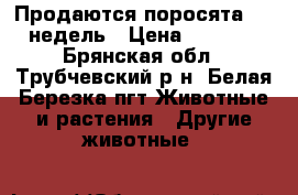 Продаются поросята 6-8 недель › Цена ­ 4 000 - Брянская обл., Трубчевский р-н, Белая Березка пгт Животные и растения » Другие животные   